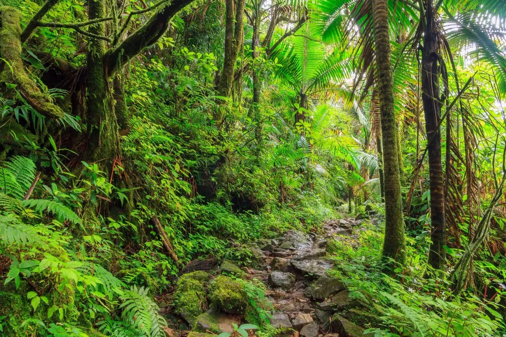 El Yunque Rainforest